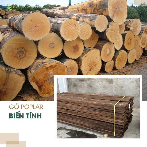 Gỗ poplar biến tính